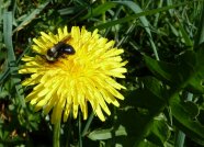 Auf dem Foto ist eine Aschgraue Sandbiene (Andrena cineraria) auf einer Blüte zu sehen.