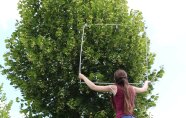 Forschungsprojekt Klimabäume Baumfenster