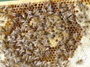Wabe Mit Markierten Bienen