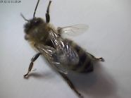 Biene mit abgespreiztem Flügel