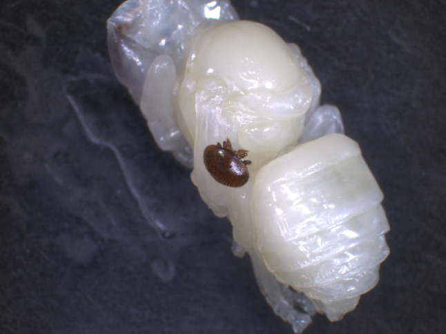 Bienenlarve mit einer Varroa-Milbe