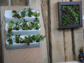 Vertikale Begrünungsmöglichkeiten aus Kunststoff und Holz besetzt mit Pflanzen.