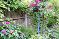 Pflanzung mit Rosen und Storchenschnabel vor einem Holzgartenzaun