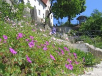 Blick über blühenden Storchenschnabel nach oben auf die Terrassengärten am Schloss