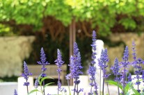 Nahaufnahme blauer Lavendel, im Hintergrund Parkbank und -mauer