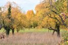 Große Streuobstbäume mit gelben Blättern im Herbst