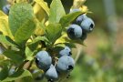 Blaue Heidelbeerfrüchte am Strauch