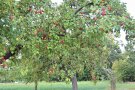 Streuobstbaum Apfel