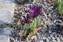 Lilafarbene Netzblatt-Iris im Steingarten