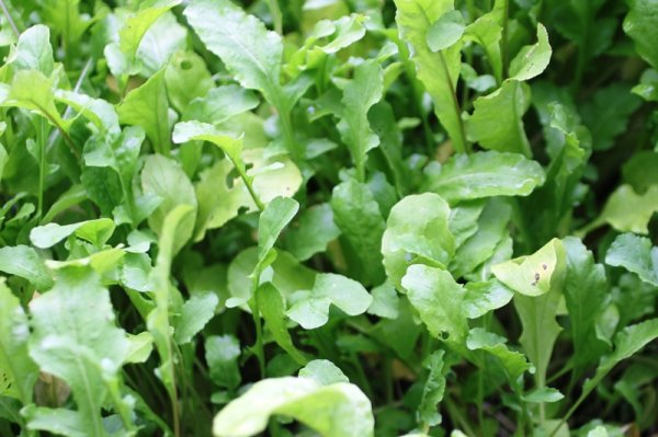 Wilde Rauke Salat - Rezepte Suchen
