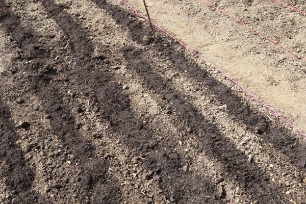 Starke Sonne trocknet die Beete schnell aus