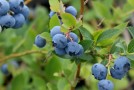 Heidelbeere: blaue Früchte aus dem Garten