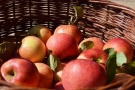 reiche Apfelernte in einem Korb