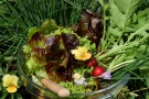 Glaschüssel mit geerntetem Gemüse: Salat, Radies, Schnittlauch