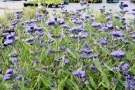Überreiche blaue Blüten der Bartblume (Caryopteris) 'Heavenly Blue'