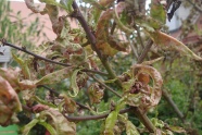 Pfirsichbaum kräuselkrankheit