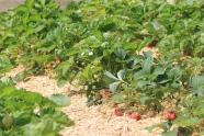 Miscanthusmulch bei Erdbeeren