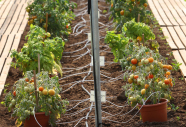 Zwei Reihen mit Tomatenpflanzen mit teilweise reifen Früchten unter einem Foliendach