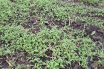 Gründüngung Phacelia