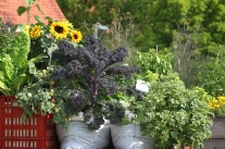 Blumen und Gemüse in bepflanzten Säcken und Kisten