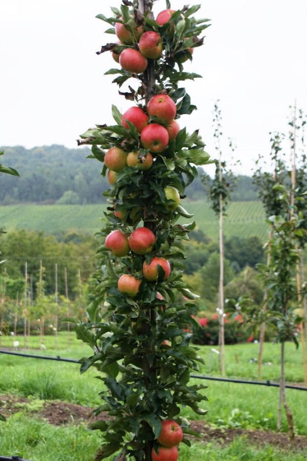 Shootingstar "Säulenapfel", der besondere Apfelbaum im modernen Garten