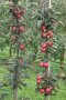 Säulenbäume mit Laubblättern und roten Äpfeln an einem Stab befestigt auf der Plantage.