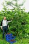 Versuchsingenieur vor Kirschbaum und Kisten voller reifer Kirschen auf einer Versuchsanlage