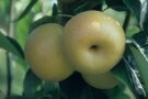 Gelbschaligen Apfelbirnen mit Kelchgrube und Laubblättern