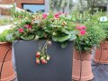 Reife und unreife Erdbeeren mit dunkelfarbigen Blüten und Laubblättern in Gefäß auf der Schaufläche