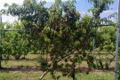 Auf dem Versuchsgelände hängen viele Früchte am Pfirsichbaum.