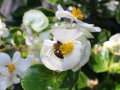Eine Biene bedient sich an den aus der weißen Blüte herausragenden Staubgefäßen