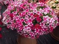 Bunt blühenden Blumen mit Laubblättern in einem großen Topf auf der Schaufläche
