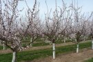 Aprikosenbäume mit Blüten und weißen Baumanstrich auf einem Versuchsgelände.