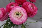 Blüten in Rosa nach außen hin helleren, leicht zurückgebogenen Bogen