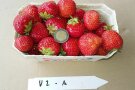 Erdbeeren in Beerenschale mit Zwei-Euro-Münze zum Vergleichen davor Etiketten.