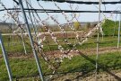 Auf dem Versuchsgelände Aprikosenbaum mit vielen Blüten am Spalier befestigt.