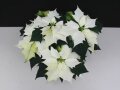 Poinsettie mit weißen und leicht grünlichen Blütenblättern und grünen Laubblättern