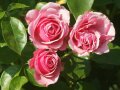 Rosen in zartrosa Blüten mit Laubblättern