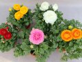 Fünf Ranunkelpflanzen mit verschiedene Blütenfarbe und grünen Laubblättern