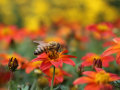Eine Biene besucht die leuchtenden roten mit gelber Zentrum-Blume