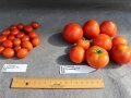 Reife Tomaten liegen in verschiedene Größe nebeneinander davor Etikettenschild und Lineal