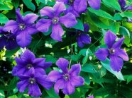 Rankend wachsende Blüten in Blauviolett mit Laubblättern und Knospen