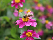 Eine Biene sammelt Pollen auf einer pink-weißen Bidens-Blume mit gelben Röhrenblüten