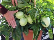 Eine Hand hält neben reife Melonen mit länglichen gezackten Laubblättern in Kübelpflanzen