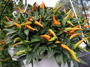 Schmalförmige Paprikafrüchte mit Laubblättern in Ampelpflanzen auf der Schaufläche