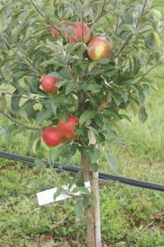 Säulenbaum mit roten Äpfeln in klassische Form mit kurzen Seitentrieben.