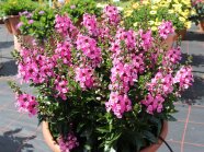 Pflanzkübel mit Blütenstiel einer rosafarbenen Engelsgesicht-Blume auf der Schaufläche