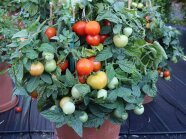 Reife und unreife Tomaten mit Laubblättern in Kübelpflanzen auf der Schaufläche