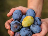 Zwei Hände halten neben blauen Zwetschgen auch eine gelbe Zwetschge.