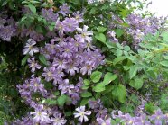 Rankend wachsende glockenförmige Blüten mit Laubblättern